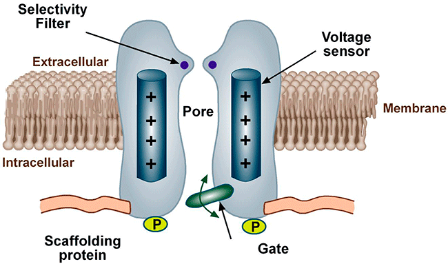 voltage gated ion channels